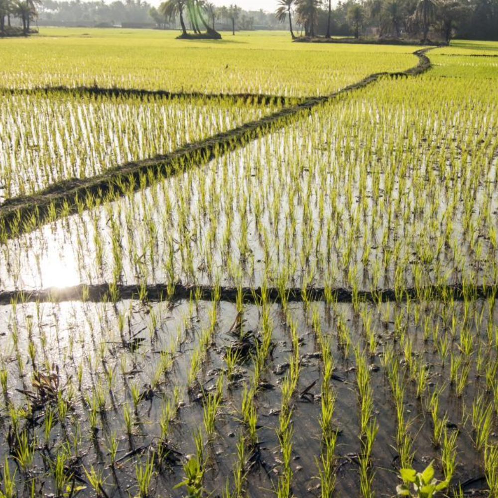 hybrid rice